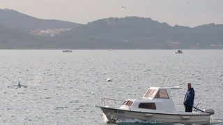 Zadar, 101211
Oni koji su se danas u pravo vrijeme nasli na zadarskoj rivi mogli su uzivati gledajuci jato od 6-7 dupina kako lovi ribu. Naime, u popodnevnim satima, zajedno s ribarima koji su krenuli u lov na lignje pojavili su se dupini i zadrzali se na