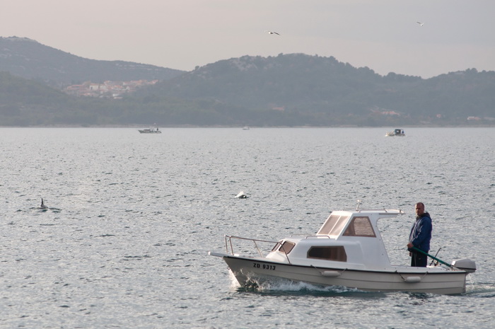 Zadar, 101211
Oni koji su se danas u pravo vrijeme nasli na zadarskoj rivi mogli su uzivati gledajuci jato od 6-7 dupina kako lovi ribu. Naime, u popodnevnim satima, zajedno s ribarima koji su krenuli u lov na lignje pojavili su se dupini i zadrzali se na