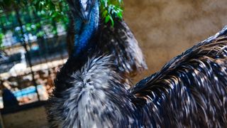 Zaton Obrovački: ZOO s egzotičnim i domaćim životinjama Zaton Obrovački: ZOO s egzotičnim i domaćim životinjama