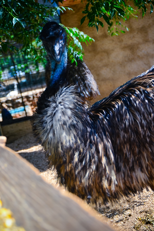 Zaton Obrovački: ZOO s egzotičnim i domaćim životinjama Zaton Obrovački: ZOO s egzotičnim i domaćim životinjama