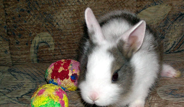 Uskrsni zeko (Foto:hrphotocontest.com)