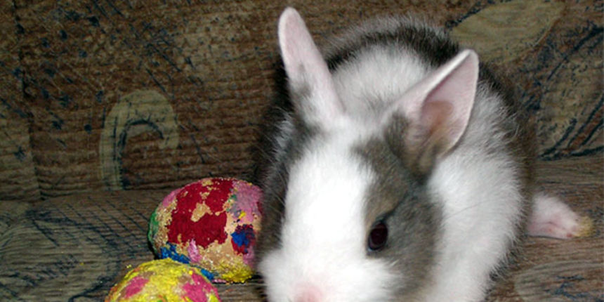 Uskrsni zeko (Foto:hrphotocontest.com) Uskrsni zeko (Foto:hrphotocontest.com)