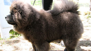 Image 1171085 (auto)