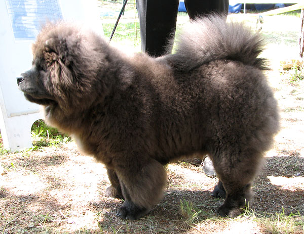 Image 1171085 (auto)