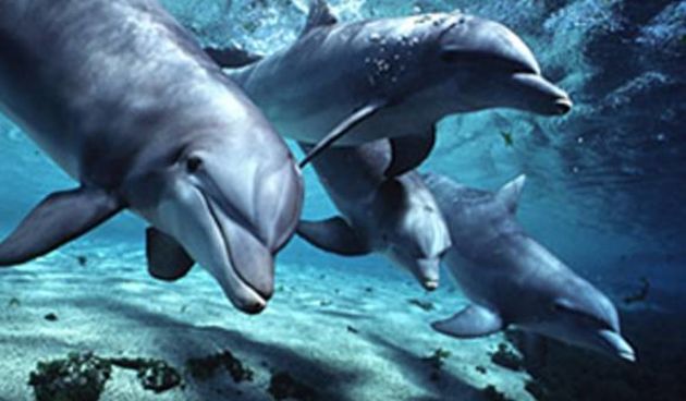 delfini