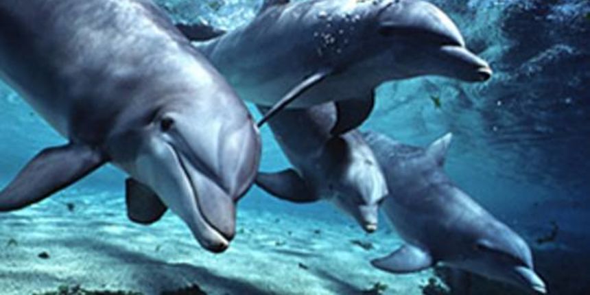 delfini