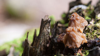 Lička jesen u znaku gljiva, Foto: Leo Banić