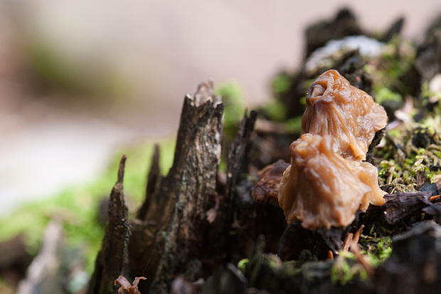 Lička jesen u znaku gljiva, Foto: Leo Banić