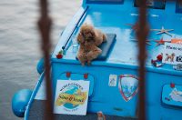 Đir po gradu, 17. rujna 2025.