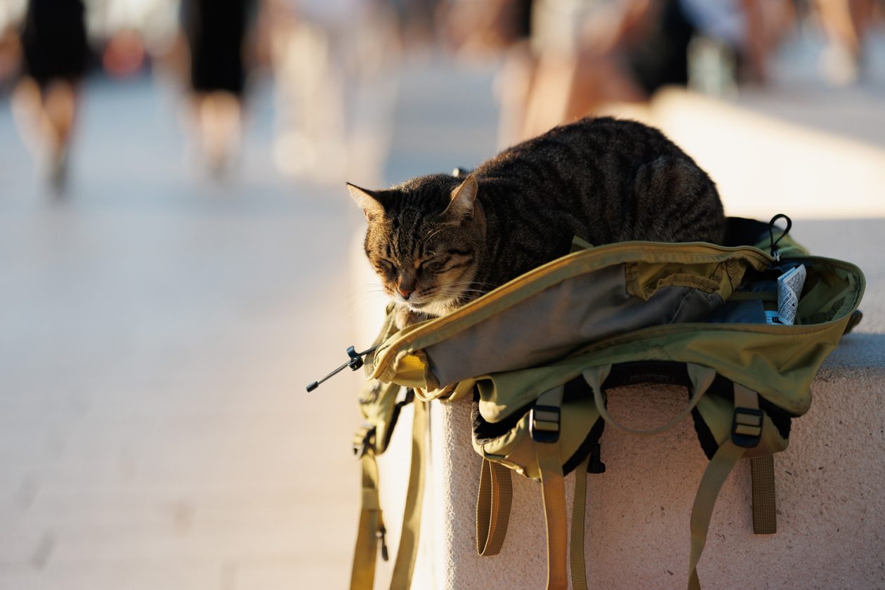 Đir po gradu, 17. rujna 2025.