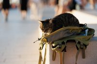 Đir po gradu, 17. rujna 2025.