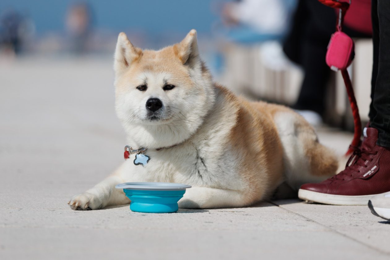 Đir po gradu, subotnja špica 7. 3.