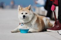 Đir po gradu, subotnja špica 7. 3.