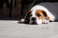 Đir po gradu, 25. rujna 2025.