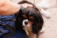 Đir po gradu, 25. rujna 2025.