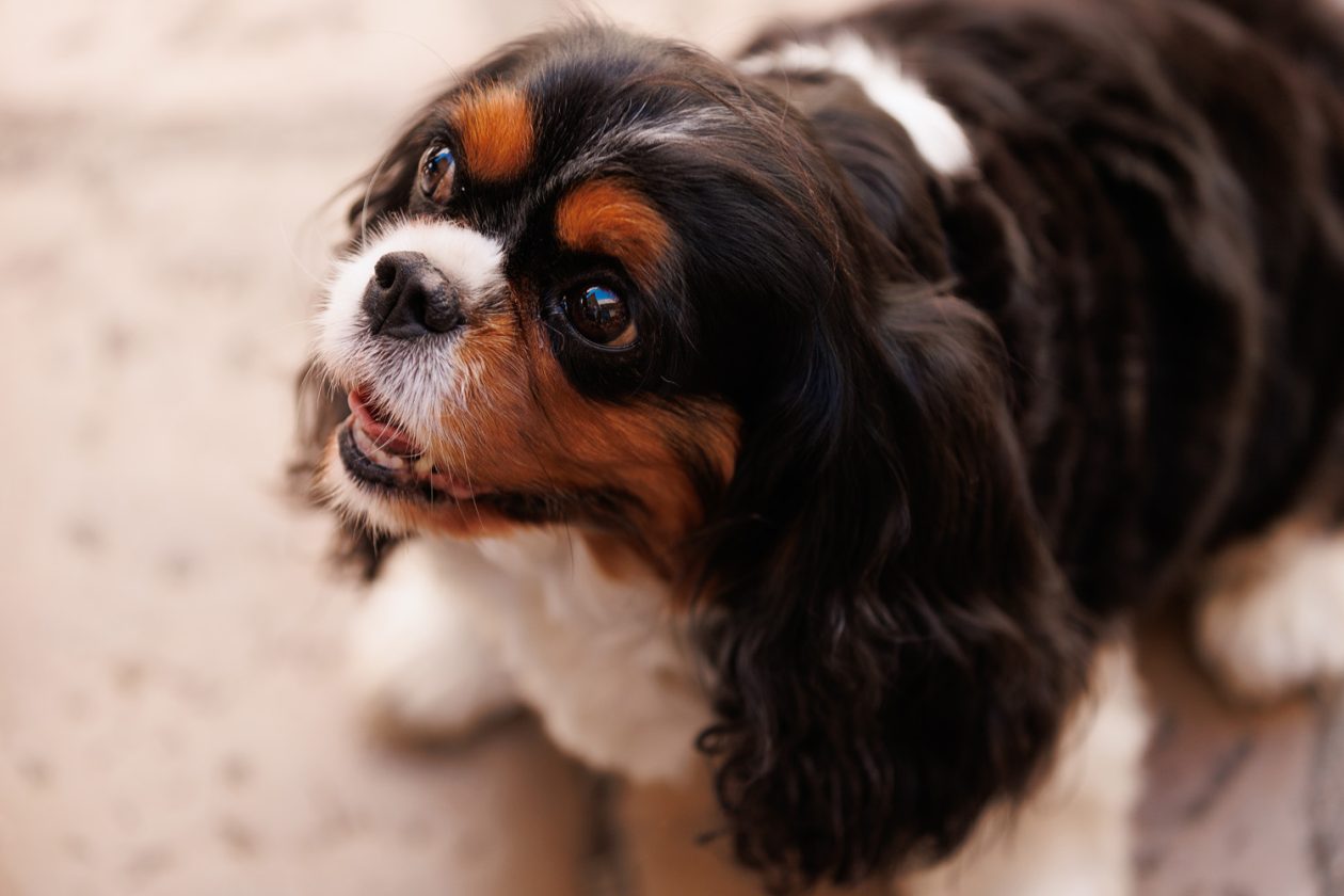 Đir po gradu, 25. rujna 2025.