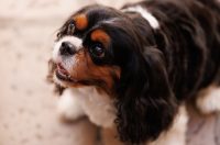 Đir po gradu, 25. rujna 2025.