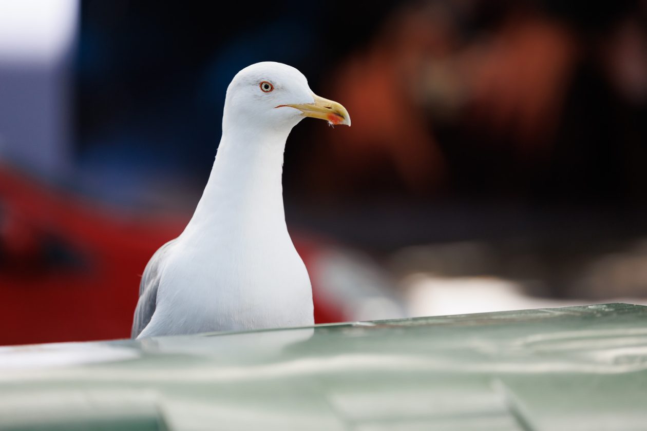 Đir po gradu, 25. rujna 2025.