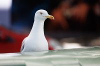 Đir po gradu, 25. rujna 2025.