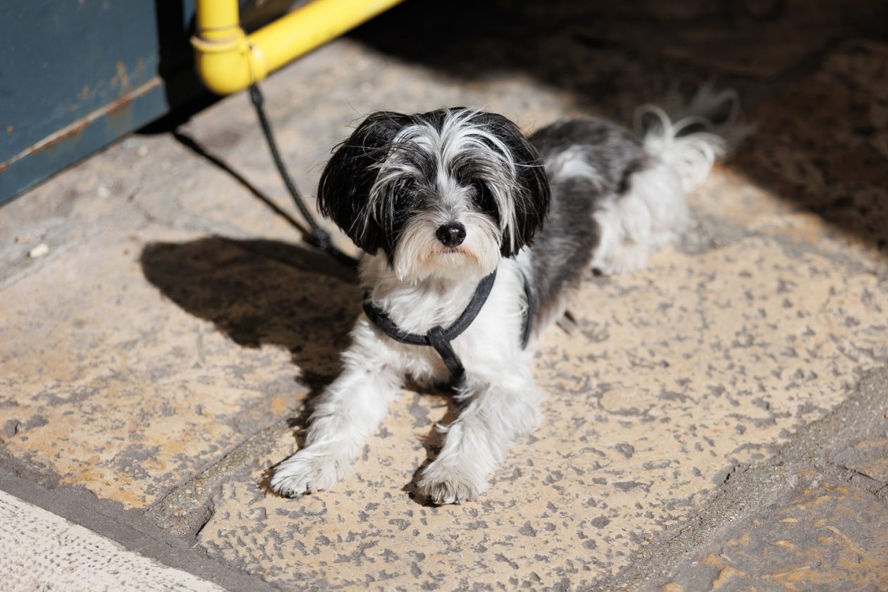 Đir po gradu, 2. listopada 2025.