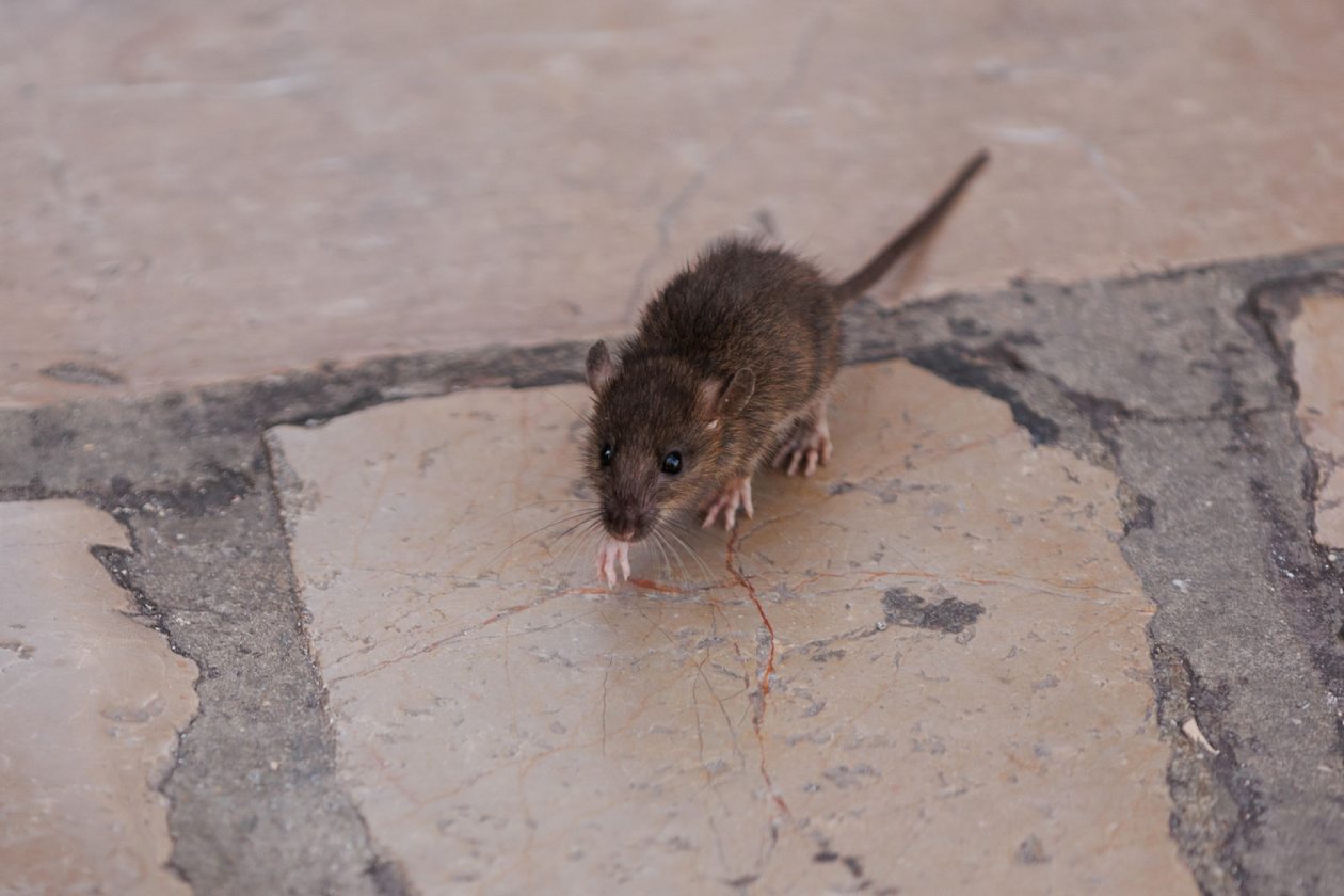Đir po gradu, subotnja špica, 11. listopada 2025. Đir po gradu, subotnja špica, 11. listopada 2025.