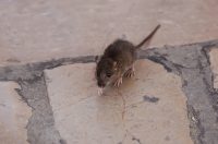 Đir po gradu, subotnja špica, 11. listopada 2025. Đir po gradu, subotnja špica, 11. listopada 2025.