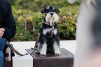 Đir po gradu, špica 28. 3. 2026.