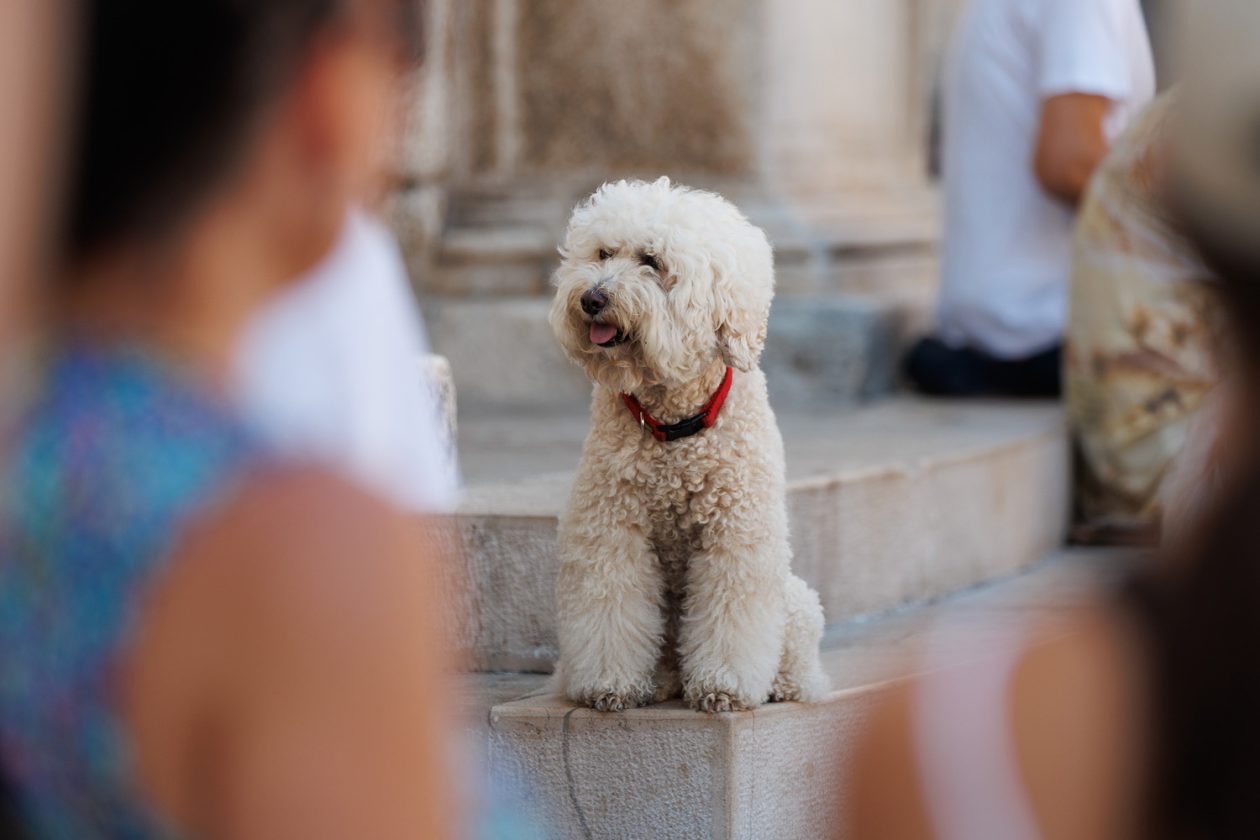 Đir po gradu, 13. kolovoza 2025. Đir po gradu, 13. kolovoza 2025.