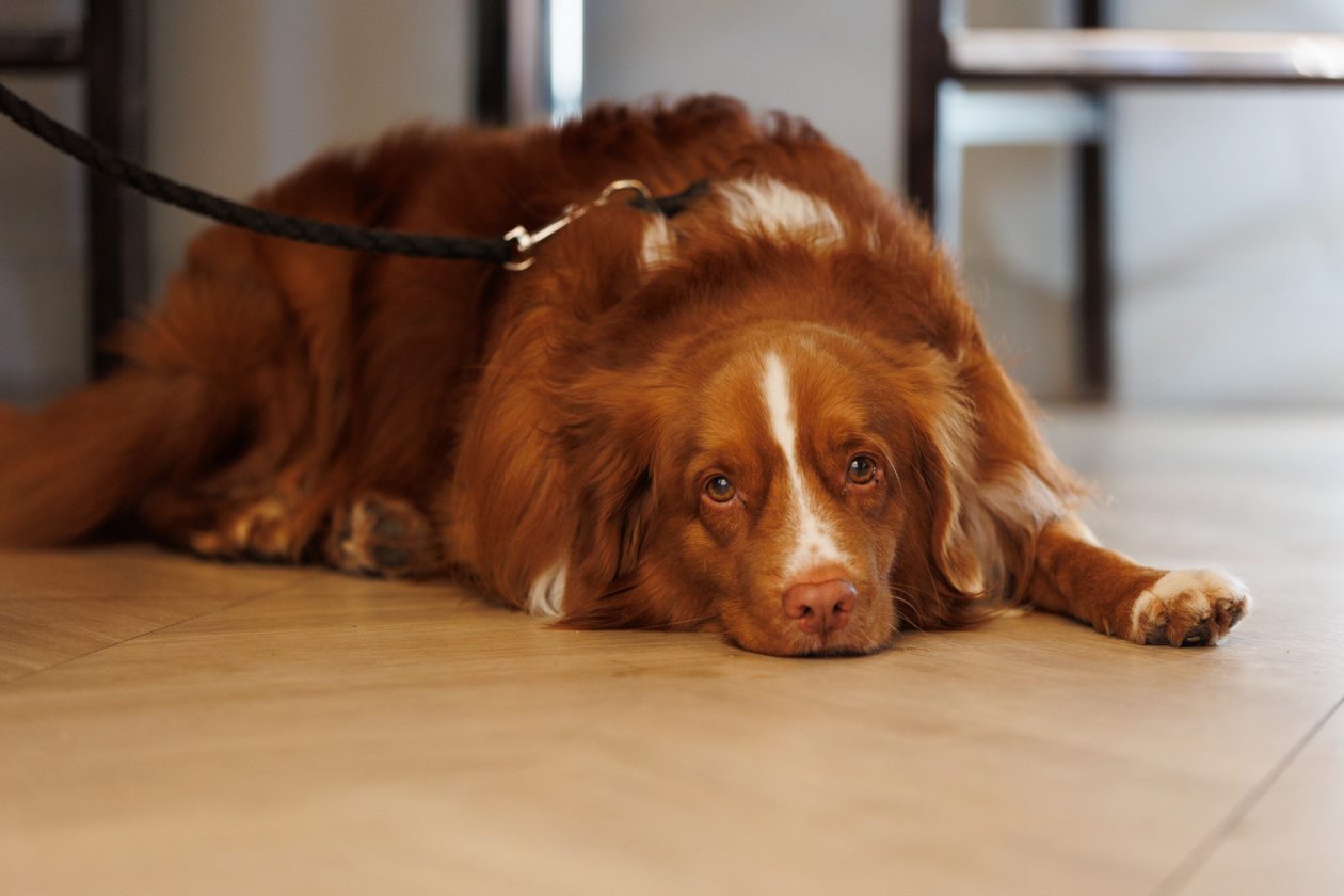 Đir po gradu, subotnja špica, 27. prosinca 2025. Đir po gradu, subotnja špica, 27. prosinca 2025.