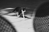 Đir po gradu, 13. kolovoza 2025. Đir po gradu, 13. kolovoza 2025.