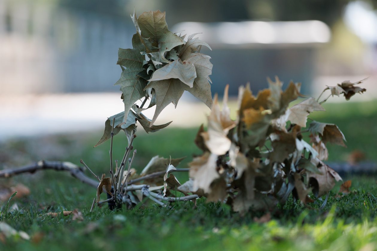 Đir po gradu, 18. kolovoza 2025.