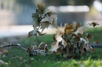 Đir po gradu, 18. kolovoza 2025.