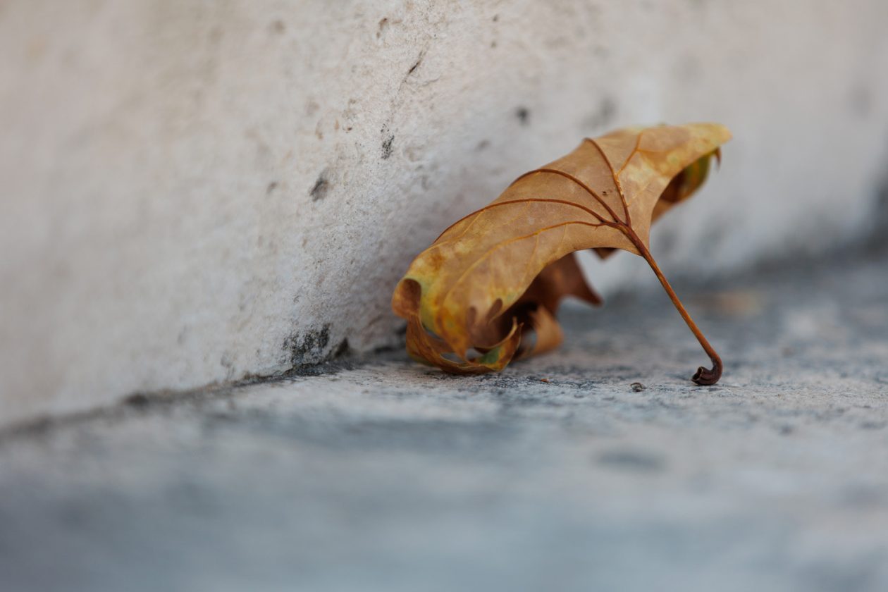 Đir po gradu, 18. kolovoza 2025.