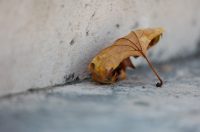 Đir po gradu, 18. kolovoza 2025.