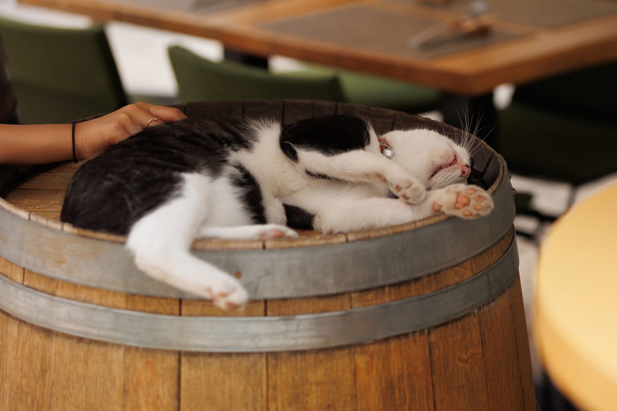 Đir po gradu, 20. kolovoza 2025.