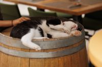 Đir po gradu, 20. kolovoza 2025.