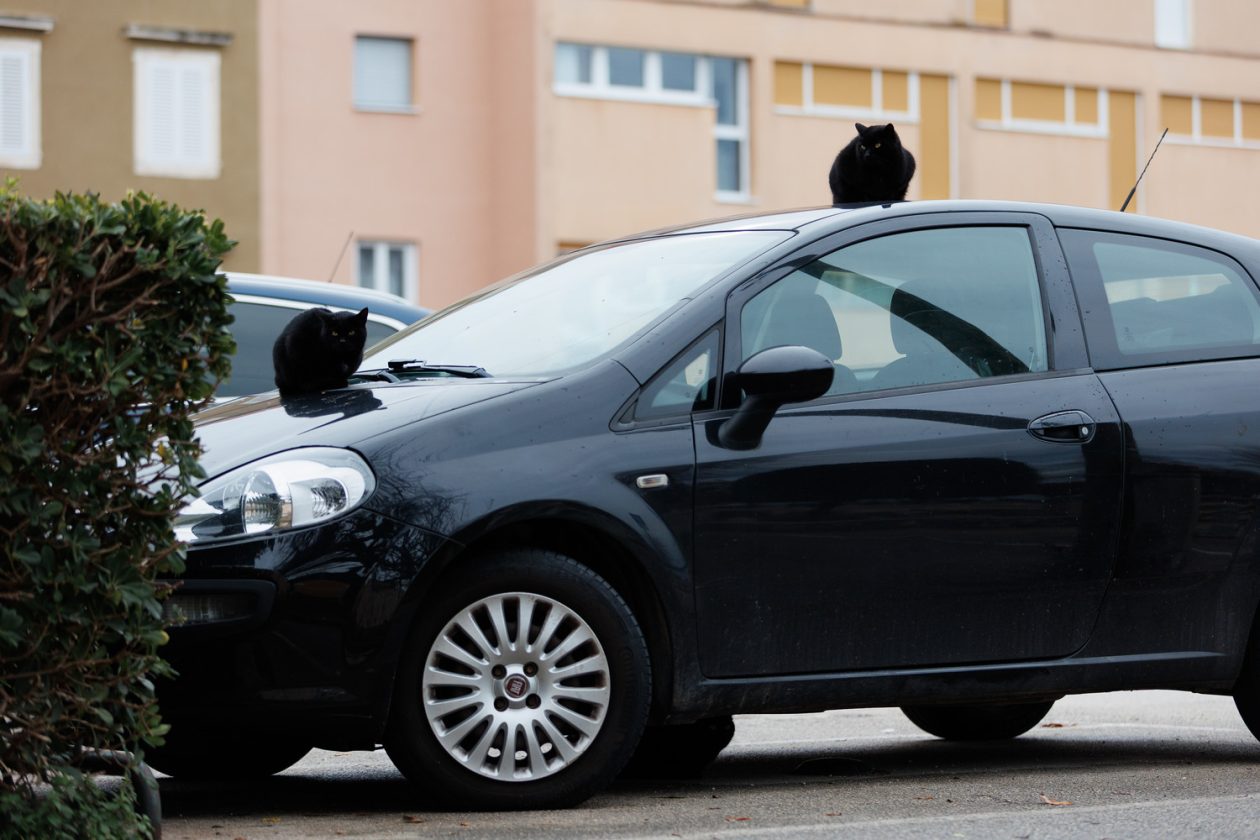 Đir po gradu, subotnja špica 10.1.2025. macke, macka