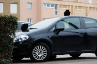 Đir po gradu, subotnja špica 10.1.2025. macke, macka