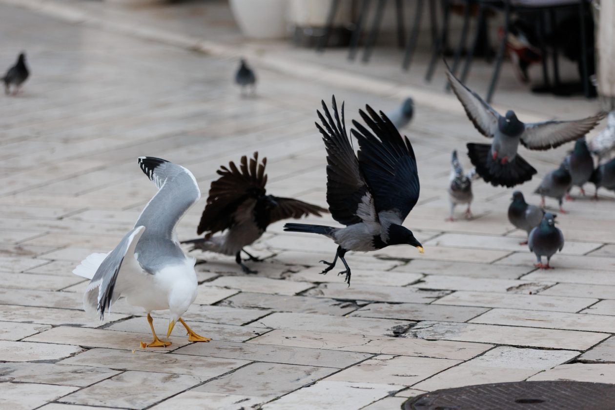 Đir po gradu, subotnja špica 10.1.2025. Đir po gradu, subotnja špica 10.1.2025.