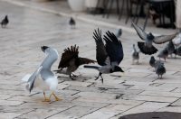 Đir po gradu, subotnja špica 10.1.2025. Đir po gradu, subotnja špica 10.1.2025.