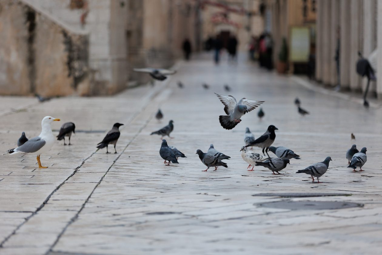 Đir po gradu, subotnja špica 10.1.2025. Đir po gradu, subotnja špica 10.1.2025.