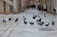 Đir po gradu, subotnja špica 10.1.2025. Đir po gradu, subotnja špica 10.1.2025.