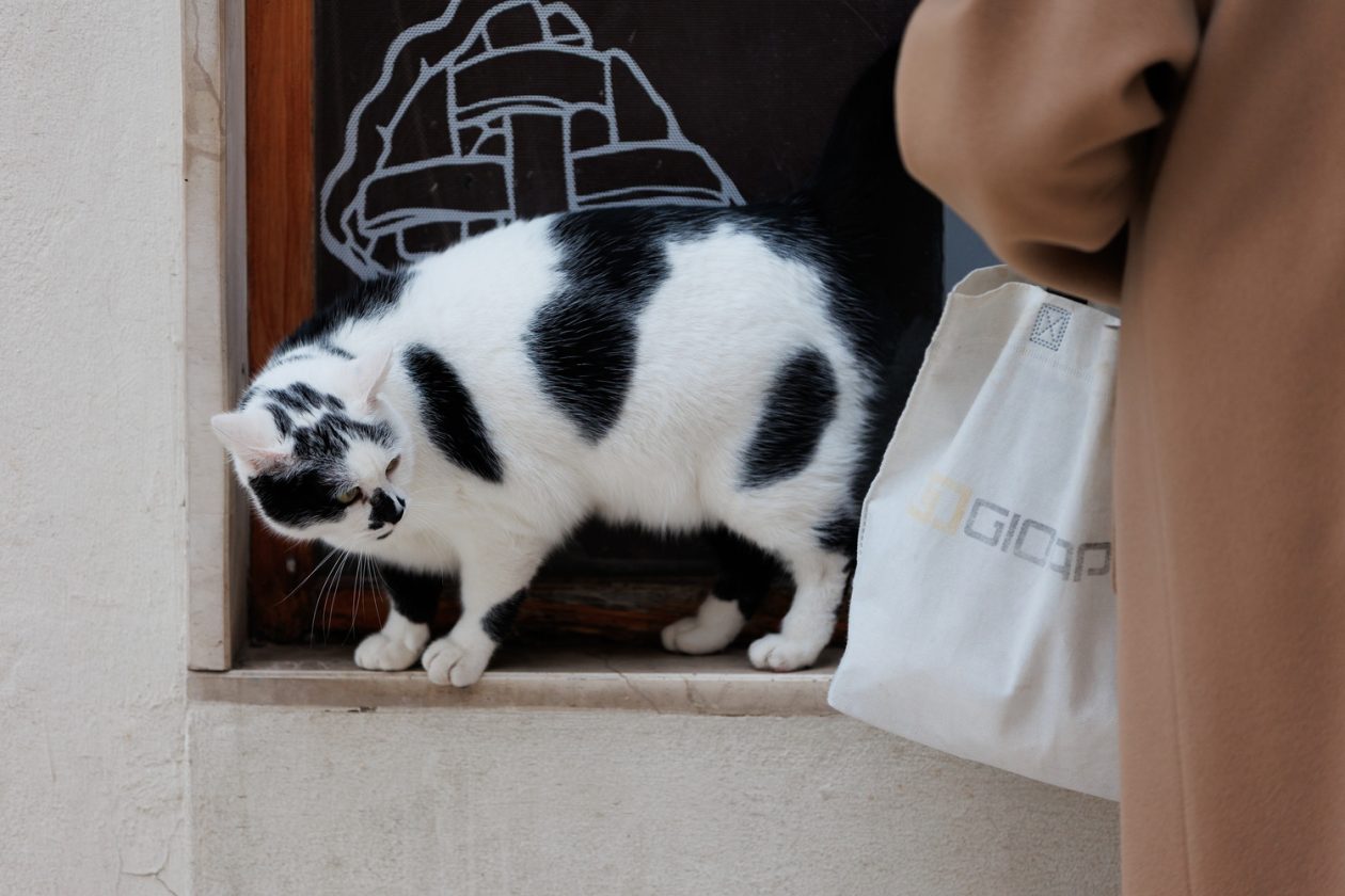 Đir po gradu, subotnja špica 10.1.2025. macka