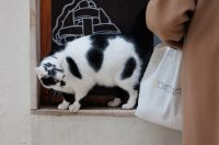 Đir po gradu, subotnja špica 10.1.2025. macka