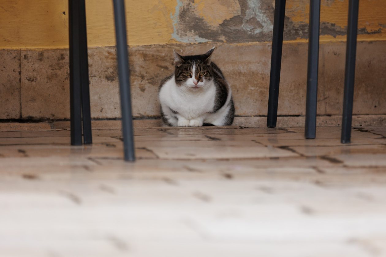 Đir po gradu, subotnja špica 10.1.2025. Đir po gradu, subotnja špica 10.1.2025.