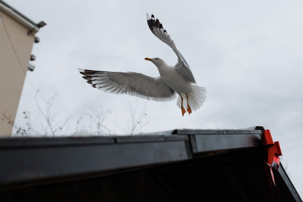 Đir po gradu, subotnja špica 10.1.2025. Đir po gradu, subotnja špica 10.1.2025.
