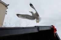 Đir po gradu, subotnja špica 10.1.2025. Đir po gradu, subotnja špica 10.1.2025.