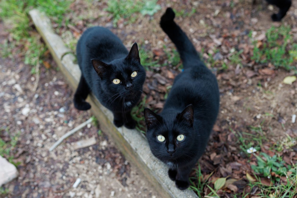 Đir po gradu, subotnja špica 10.1.2025. macke