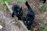 Đir po gradu, subotnja špica 10.1.2025. macke