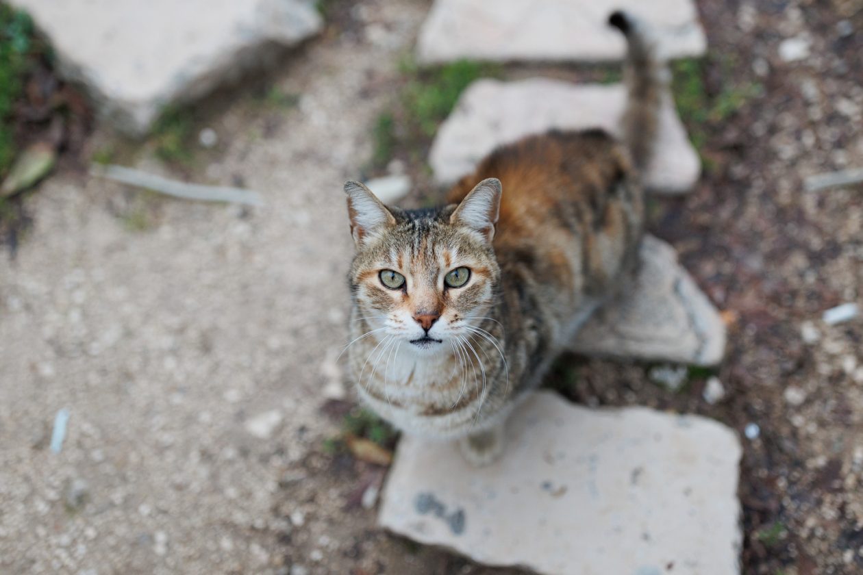 Đir po gradu, subotnja špica 10.1.2025. macke